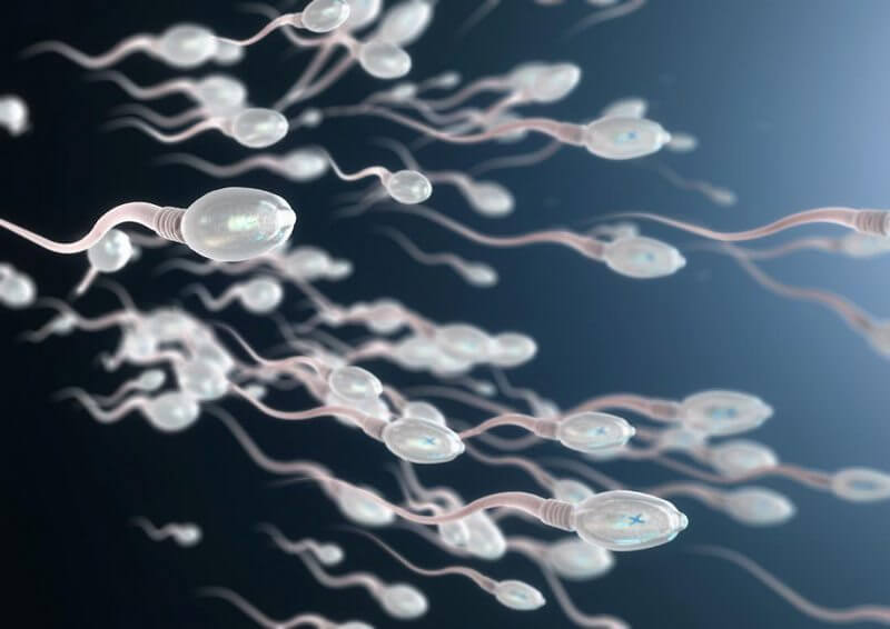 Spermatogenesis: how is the male seminal fluid formed